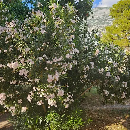 Laurus