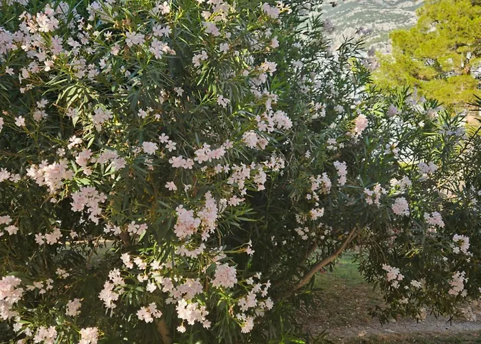 Laurus